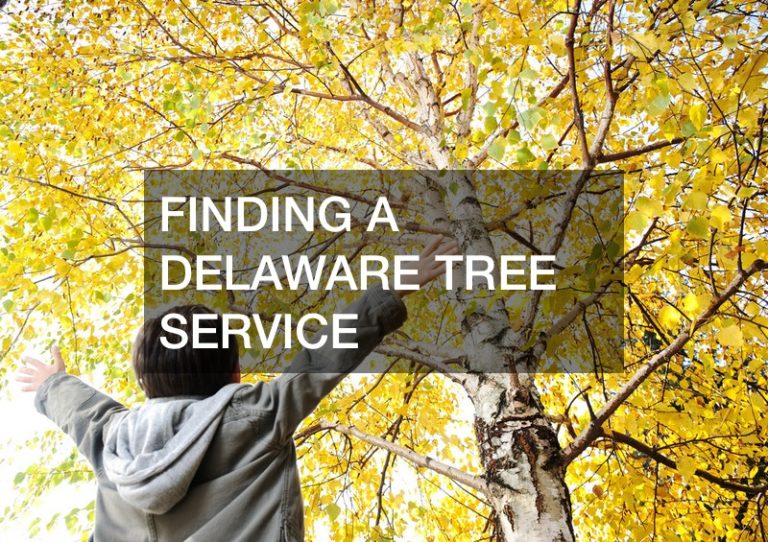 affordable tree services