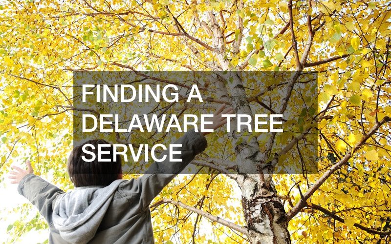 affordable tree services