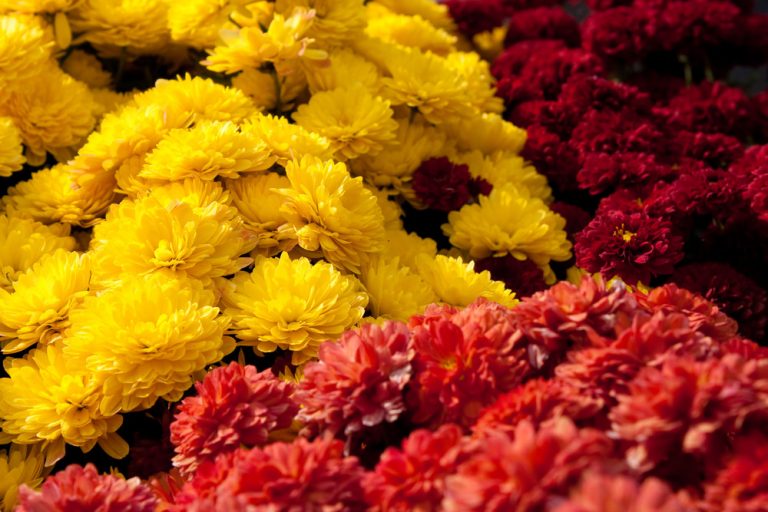 Colorful Chrysanthemum Flowers